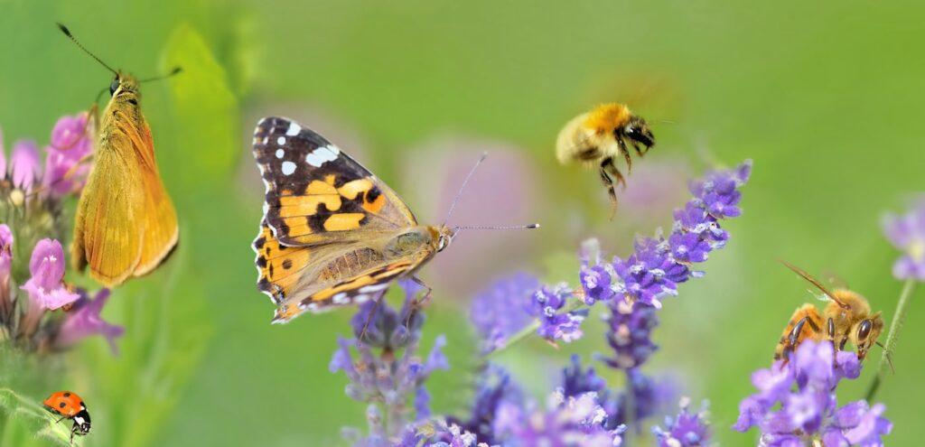 Vue de près des insectes en train de polliniser des fleurs